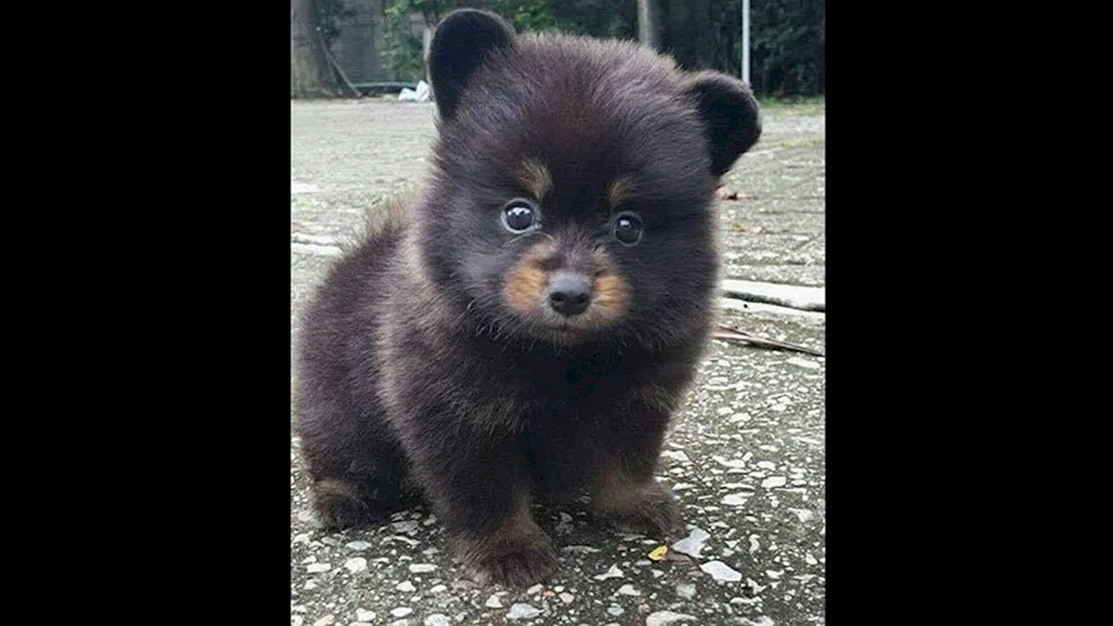Pomeranian Spitz Boo