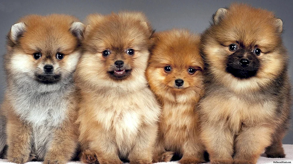 Pomeranian Spitz