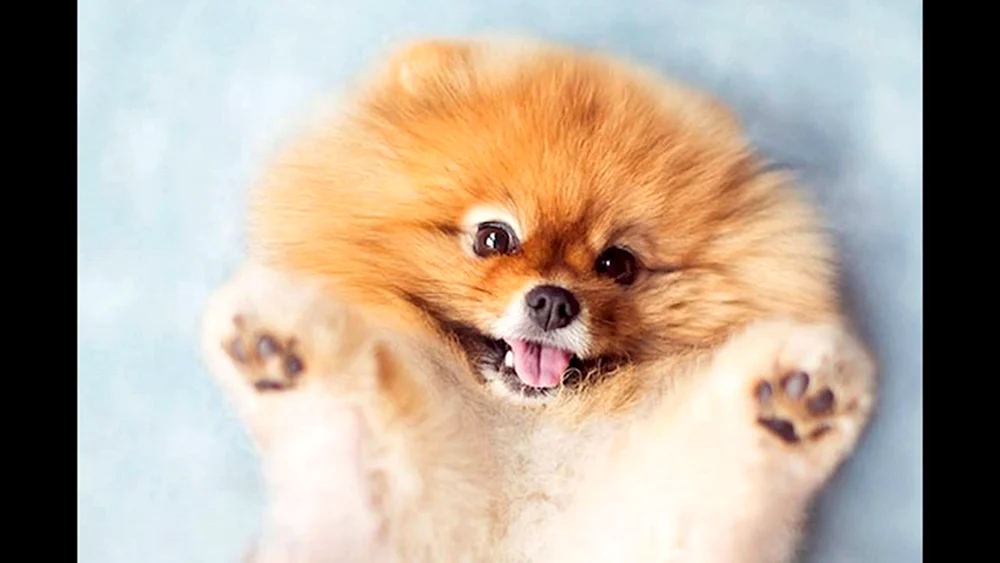 Pomeranian Spitz Teacup