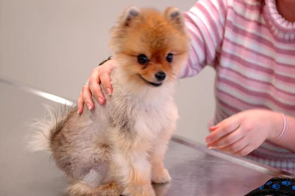 Pommerscher Spitz Haarschnitt