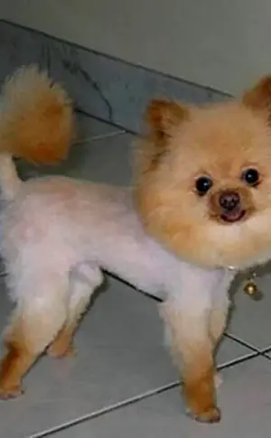 Pommersche Spitz Alopezie