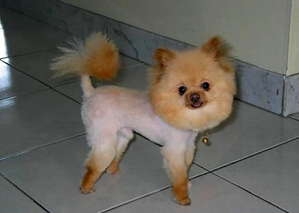Pommersche Spitz Alopezie
