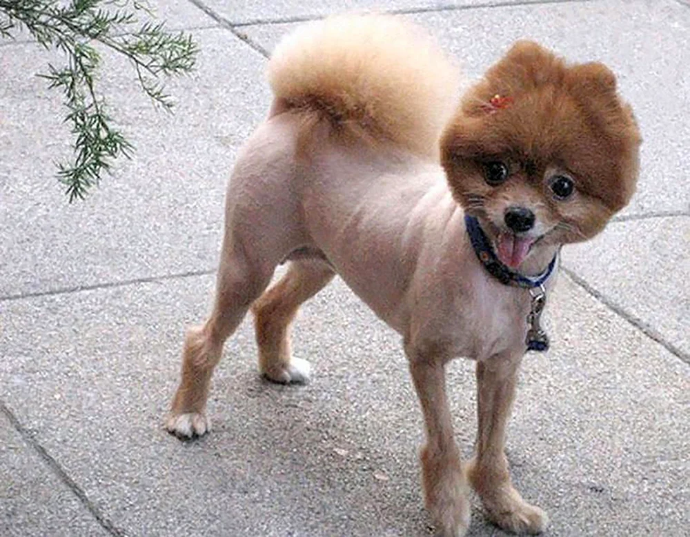 Pommersche Spitz Alopezie