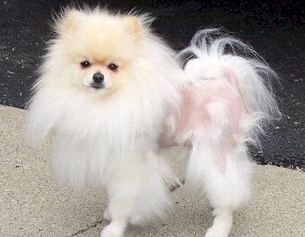 Pommersche Spitz Alopezie