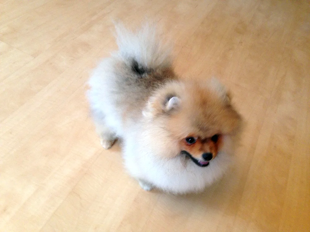 Sibirische Spitz Alopezie