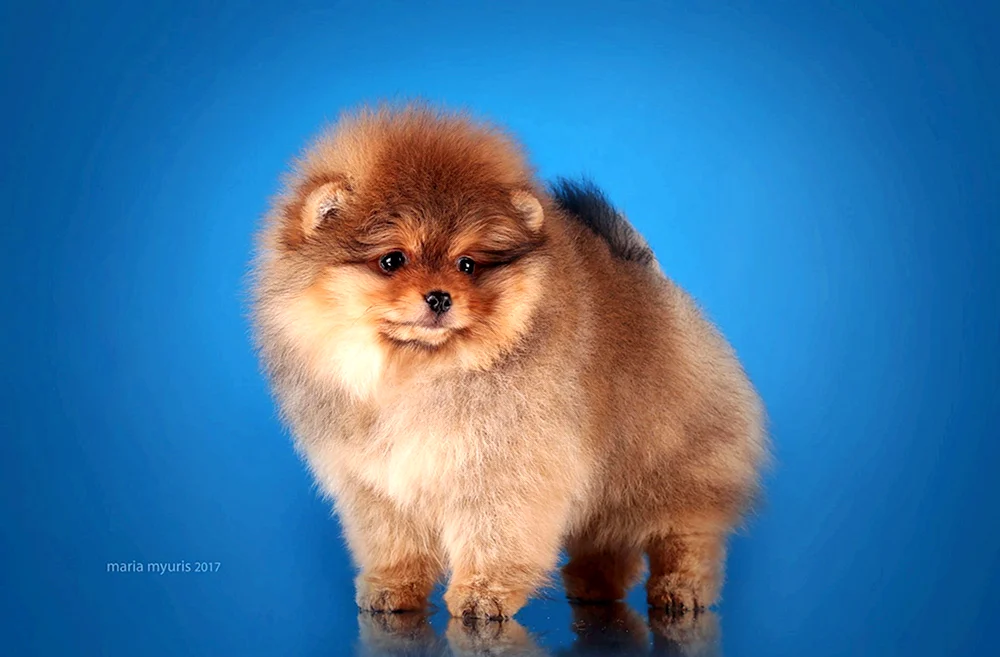 Bald Spitz Foto