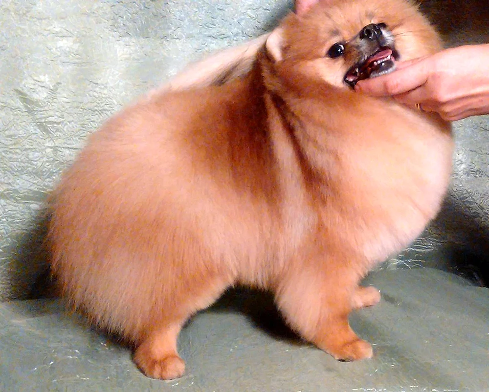 Kleiner Spitz Boo