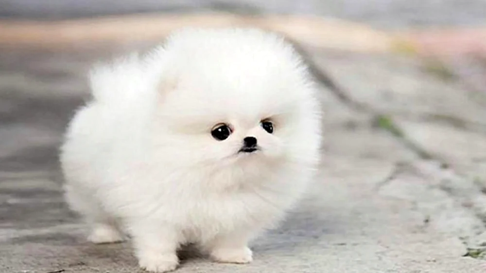 Pomeranian Spitz Belenky