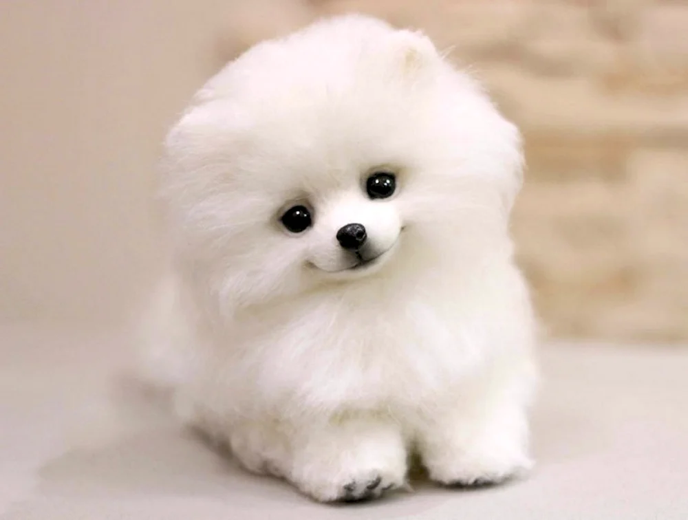 West Highland White Terrier