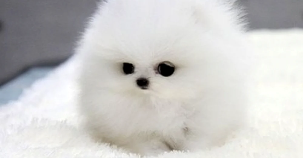 Niedliche Tiere