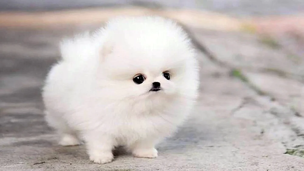 Pomeranian Spitz Belenky