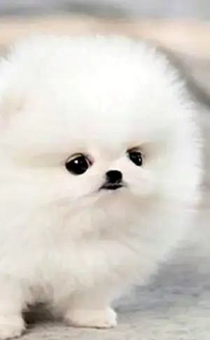 Pomeranian Spitz White