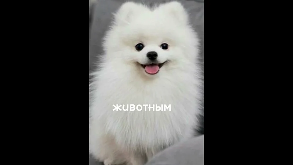 Pomeranian Spitz White