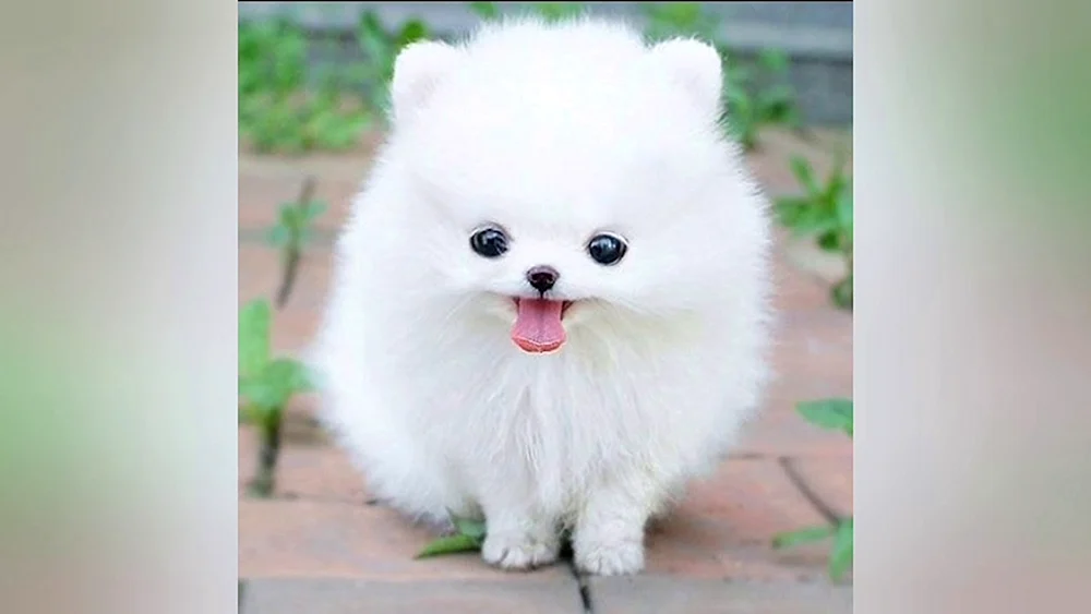 Pomeranian Spitz weiß