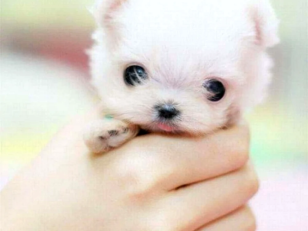 Chihuahua mini