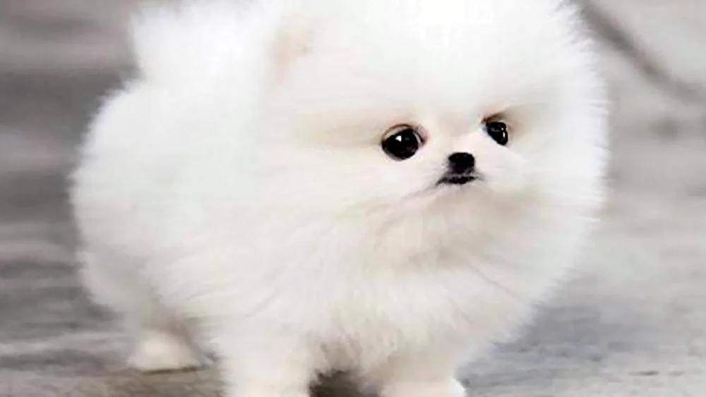 Micro Pomeranian Spitz Puppi