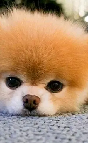 Pomeranian Spitz BOO