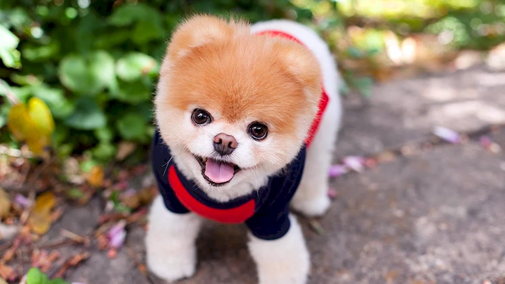 Pomeranian Spitz Boo