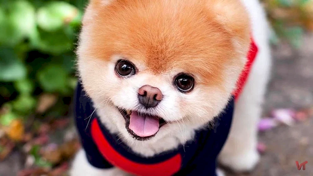 Pomeranian Spitz Boo