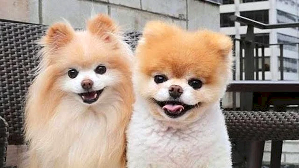 Pomeranian Spitz Alopezie
