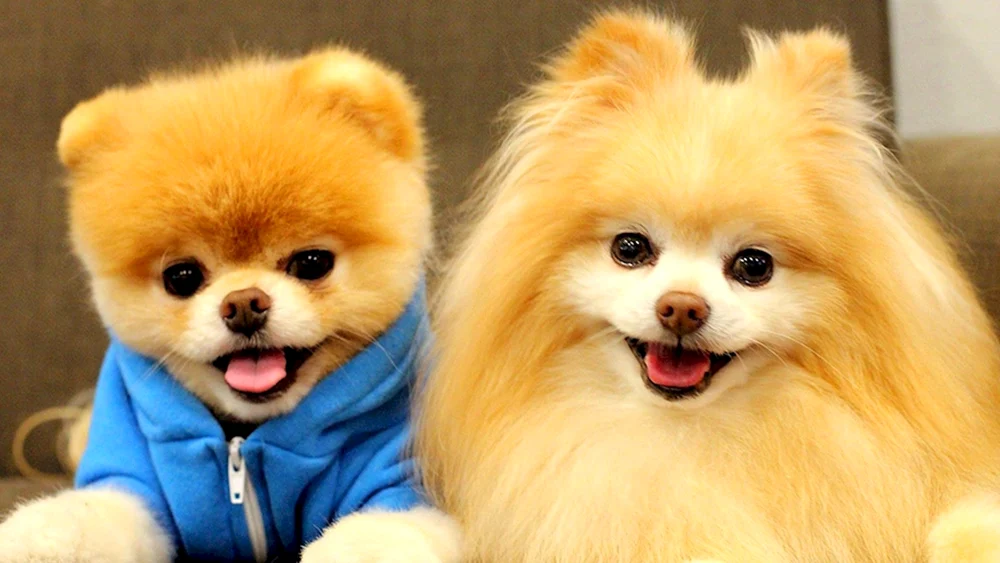 Kleine Hunde