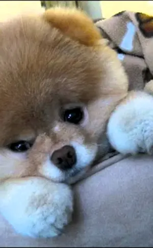 Pomeranian Spitz BOO