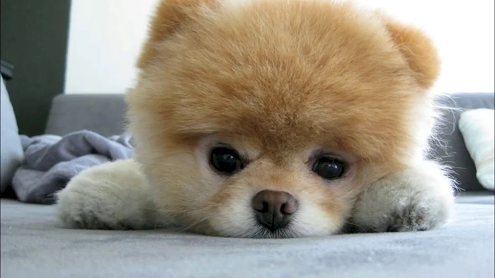 Pomeranian Spitz Boo