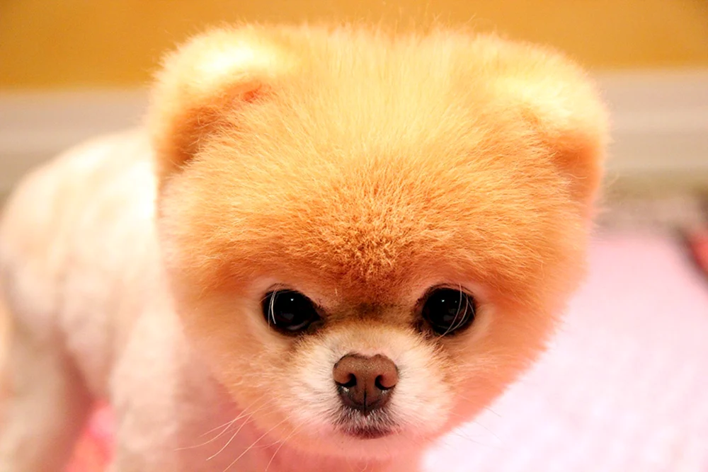Zwergspitz Boo