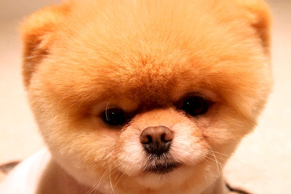 Pommern Spitz BOO