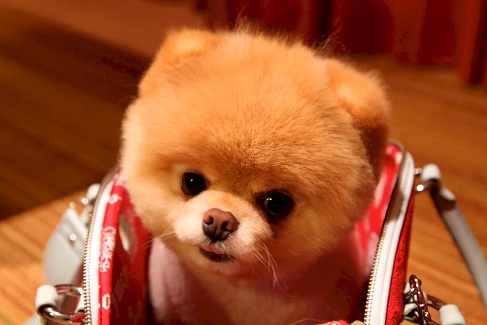 Chihuahua Boo