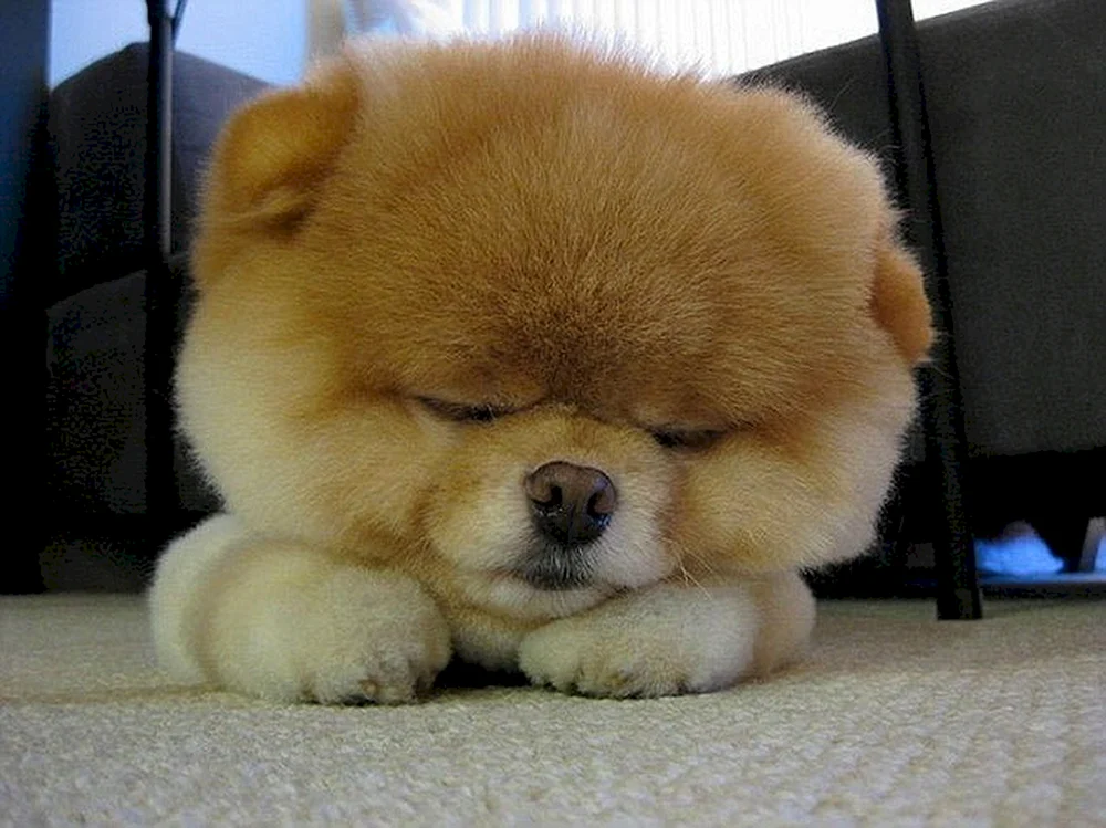 Pomeranian Spitz Boo