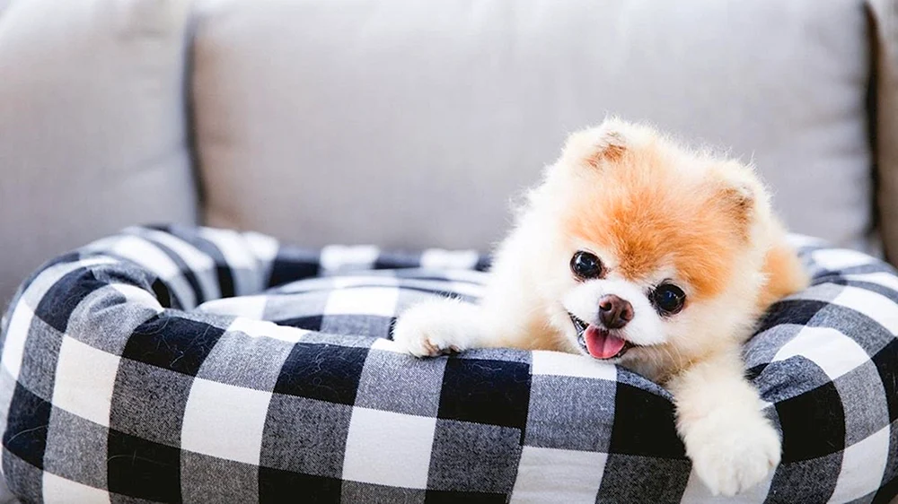 Pomeranian Spitz Teacup.