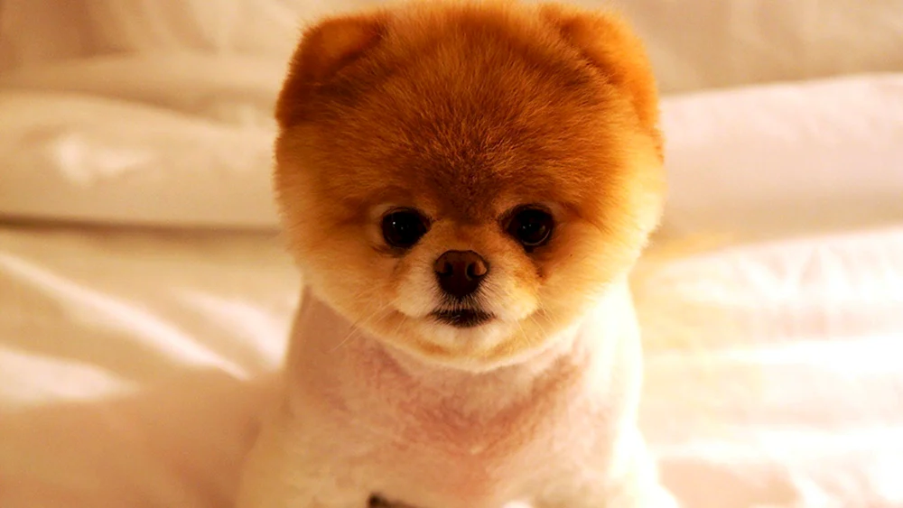 Pomeranian Spitz jiffpom