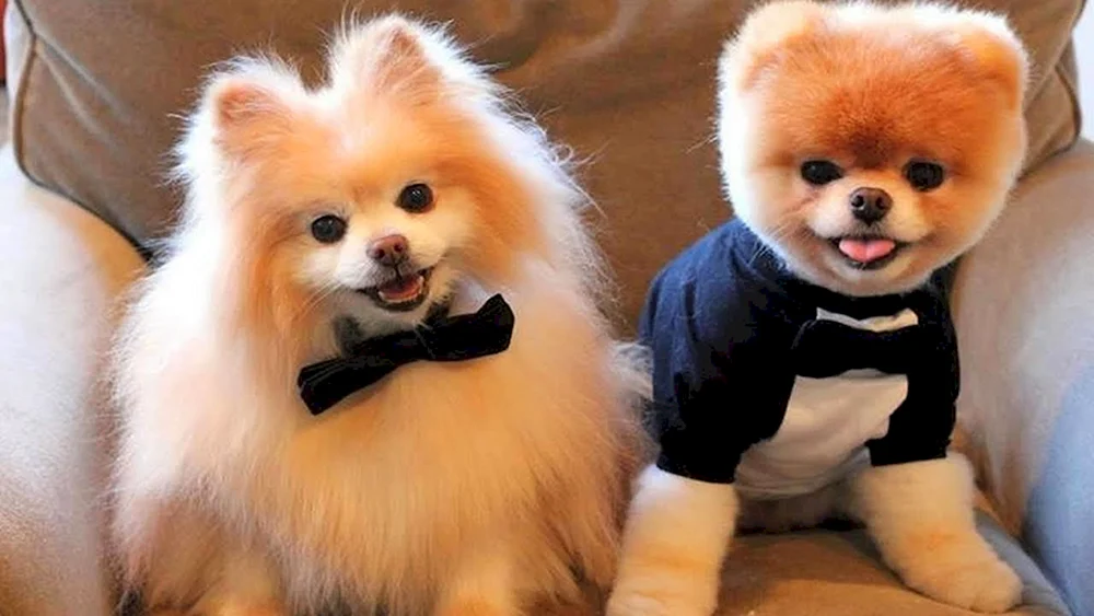 Pomeranian Zwerg Spitz Boo