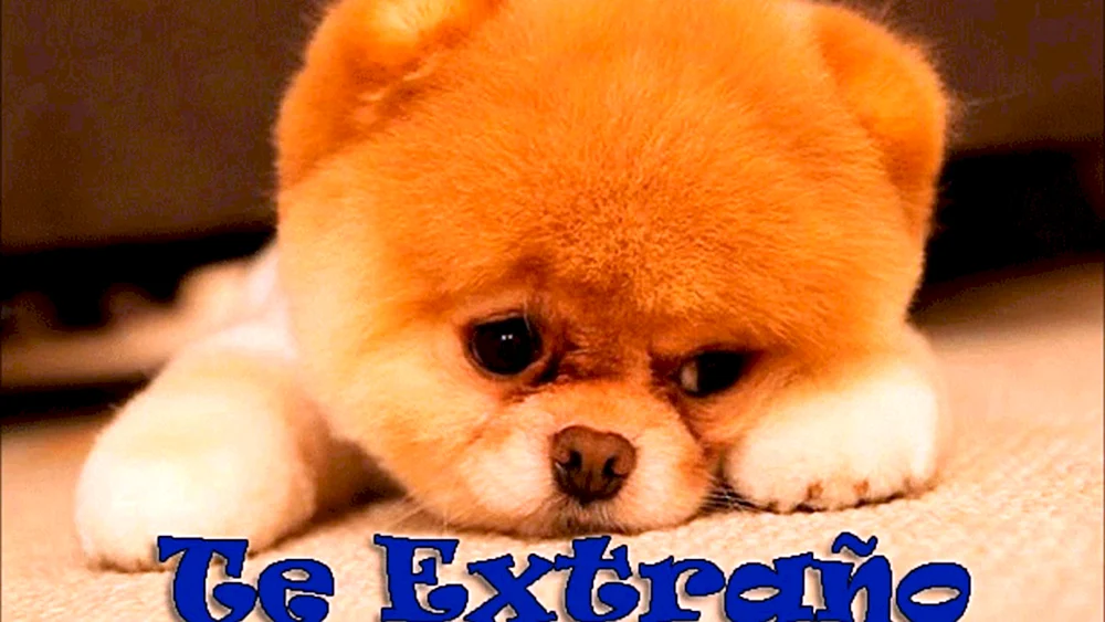 Pomeranian Spitz Boo