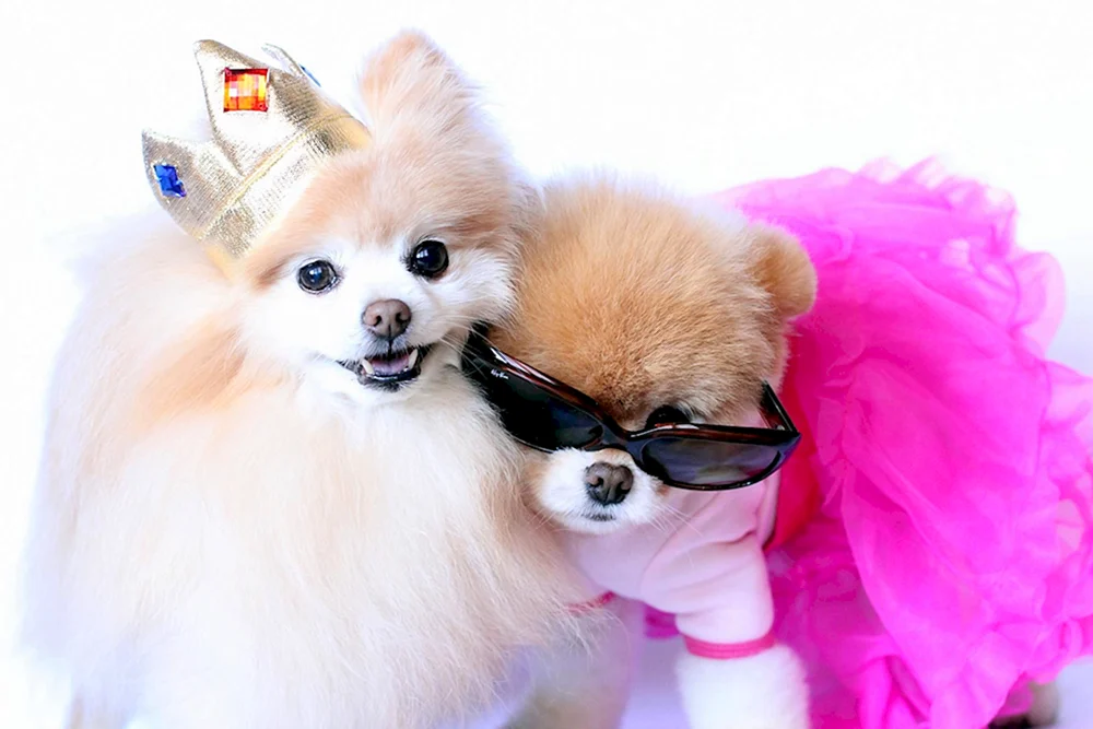 Bichon Frise