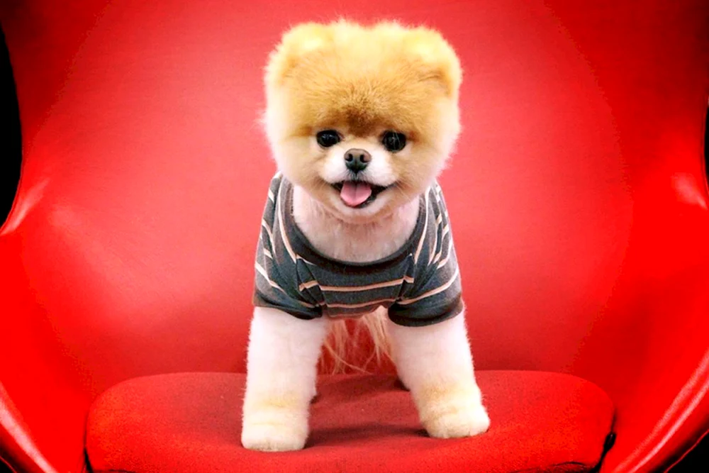 Pomeranian Spitz Smile