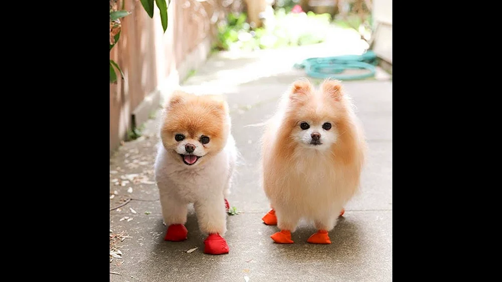 Pomeranian Spitz Boo