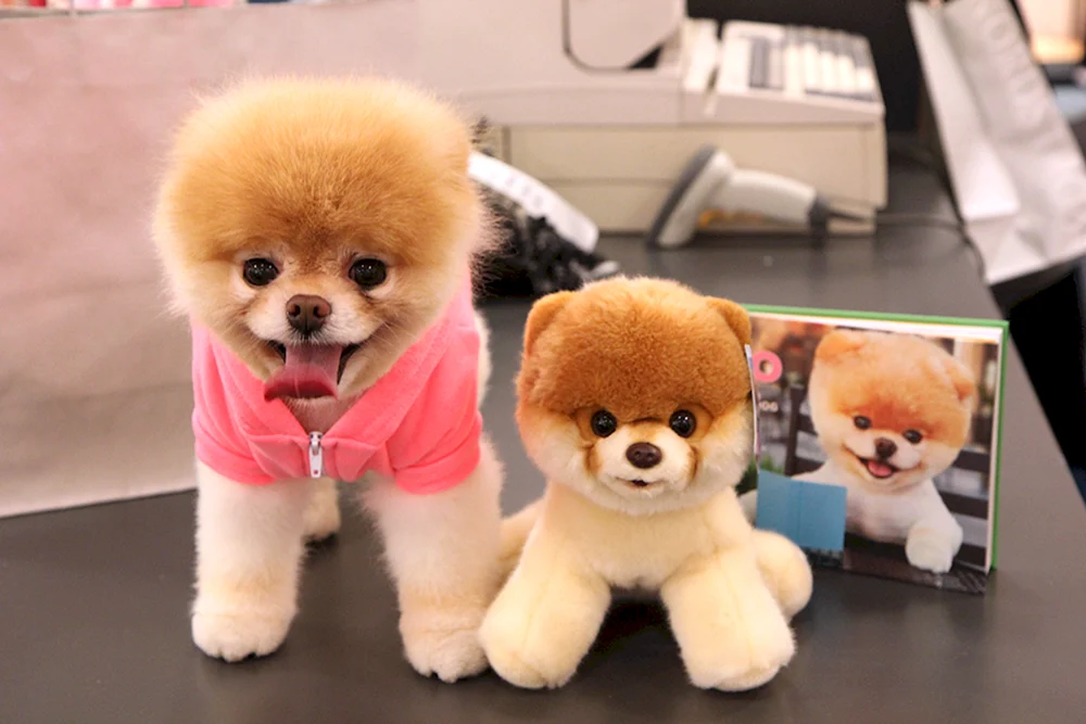 Pomeranian Spitz Boo