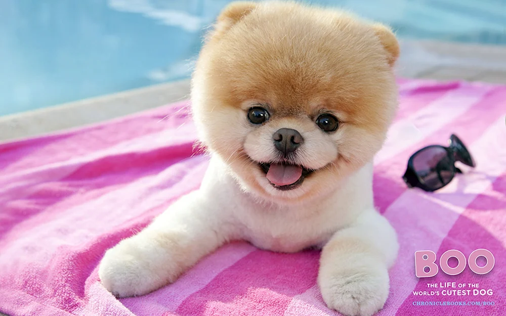Chow- Chow-Hund