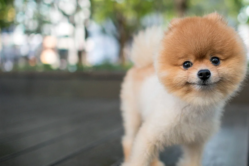 Cow-Hund BOO