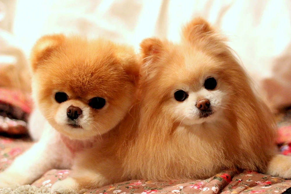 Pomeranian Spitz BOO