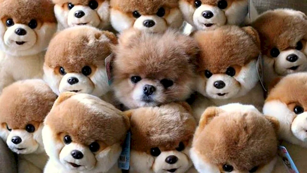 Pomeranian Spitz Boo
