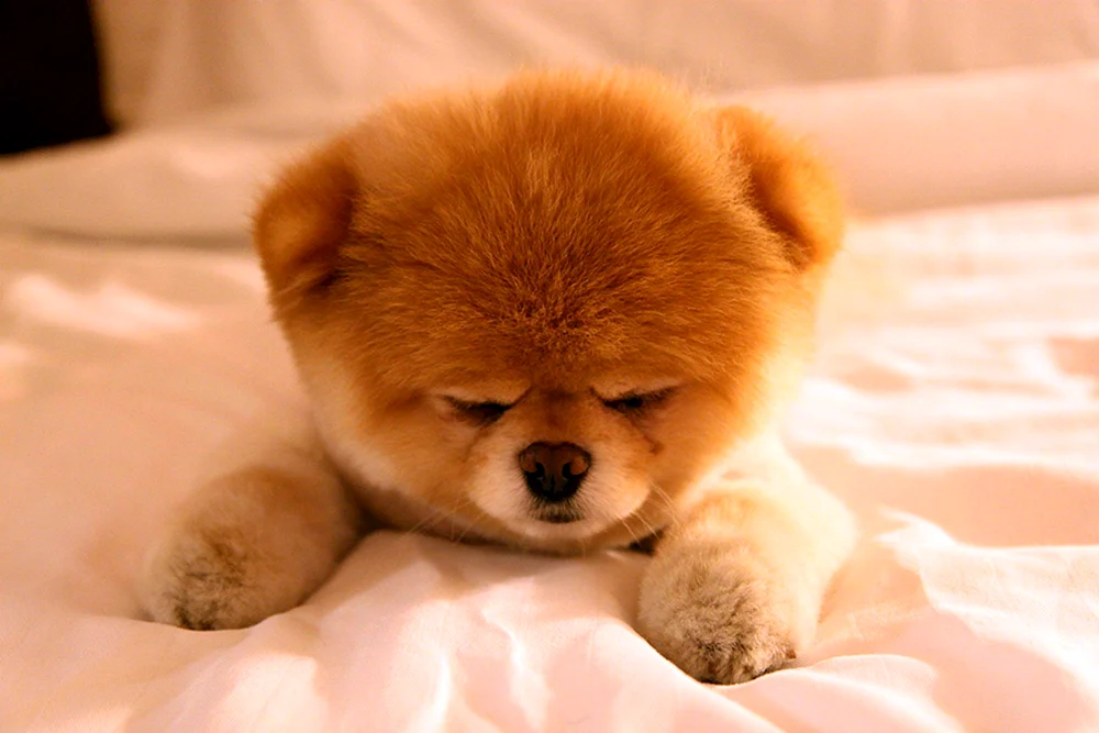 Bichon Frise