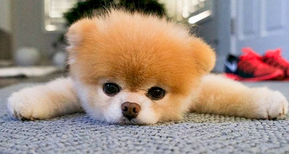 Pomeranian Spitz Boo