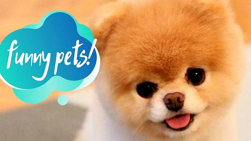 Pomeranian Zwerg Spitz