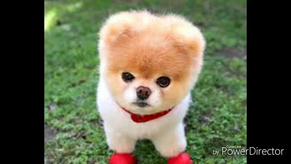 Siba Inu.