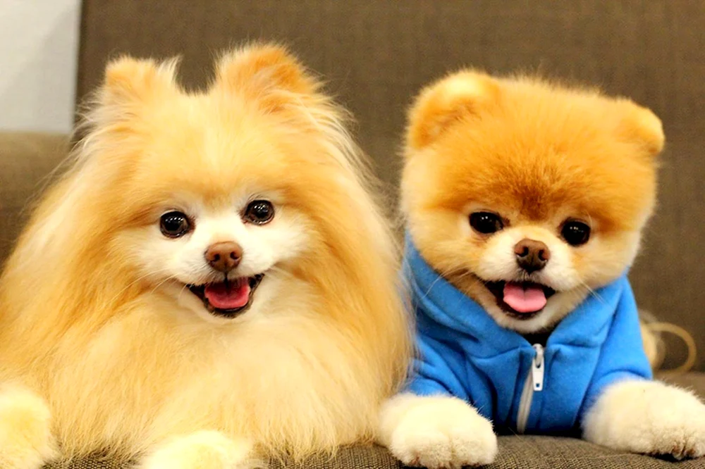 Pomeranian Spitz Boo