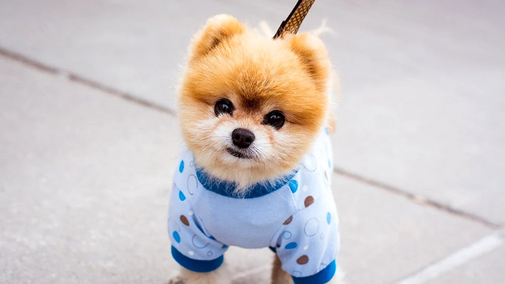 Pomeranian Spitz Boo