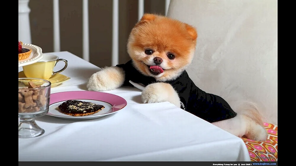 Poomeranian Spitz Boo